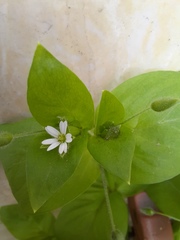 Stellaria neglecta