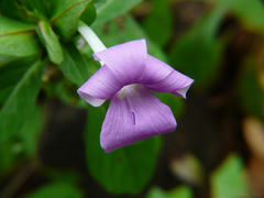 Barleria prattensis