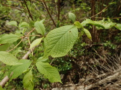 Hydrangea involucrata