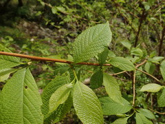 Hydrangea involucrata
