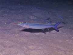 Hyporhamphus affinis