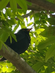 Turdus merula