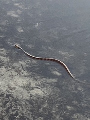 Nerodia fasciata image