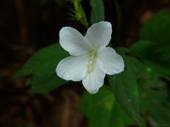 Hibiscus hirtus