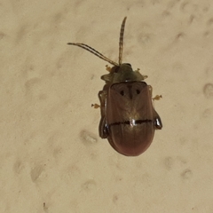 Walterianella tenuicincta