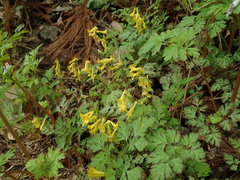 Corydalis pallida tenuis