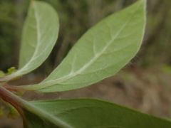 Lindera umbellata