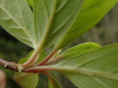 Lindera umbellata