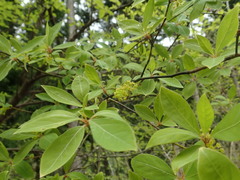 Lindera umbellata