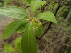 Lindera umbellata