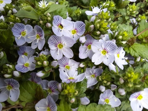 Creeping Blue Speedwell