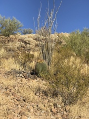 Ferocactus wislizeni