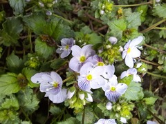 Veronica peduncularis