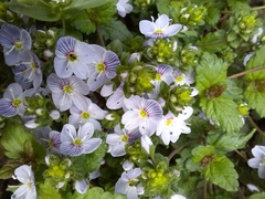 Veronica peduncularis