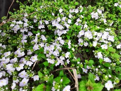 Veronica peduncularis