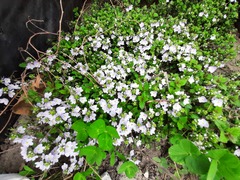 Veronica peduncularis