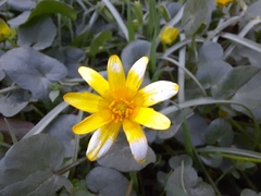 Ficaria verna calthifolia