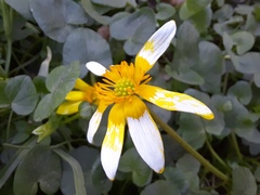 Ficaria verna calthifolia