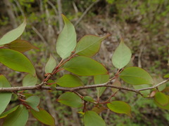 Lindera praecox