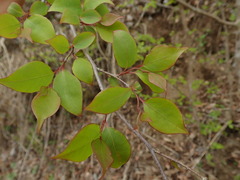 Lindera praecox