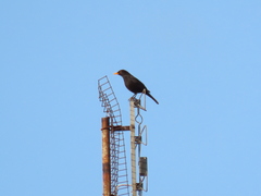 Turdus merula