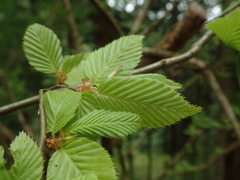 Carpinus tschonoskii