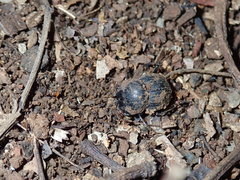 Cephalodesmius armiger