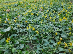 Ficaria verna calthifolia