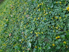 Ficaria verna calthifolia