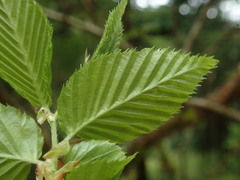 Carpinus tschonoskii