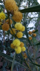Acacia gladiiformis