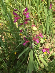 Gladiolus communis
