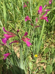 Gladiolus communis