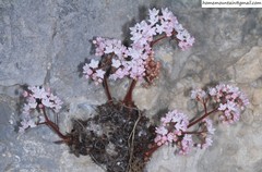 Oresitrophe rupifraga