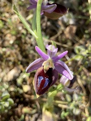 Ophrys ferrum-equinum