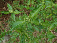 Hydrangea scandens