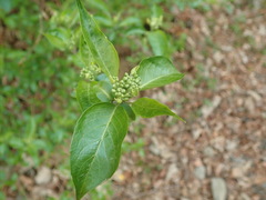 Hydrangea scandens