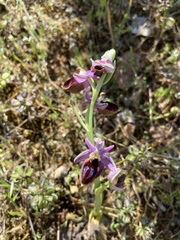 Ophrys ferrum-equinum