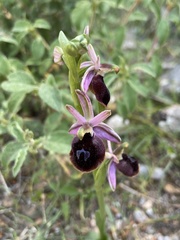 Ophrys ferrum-equinum