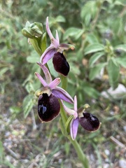 Ophrys ferrum-equinum