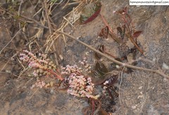 Oresitrophe rupifraga