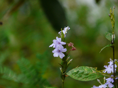 Eranthemum roseum