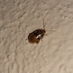 Walterianella transversalis