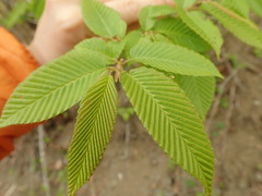 Carpinus japonica