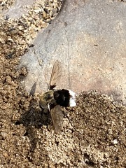 Bombomyia discoidea