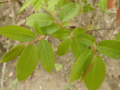 Carpinus japonica