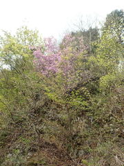 Rhododendron dilatatum dilatatum