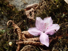 Rhododendron dilatatum dilatatum