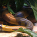 Whitelip Pythons - Photo (c) Tanya Dewey, some rights reserved (CC BY-NC-SA)