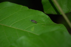 Glipa malaccana